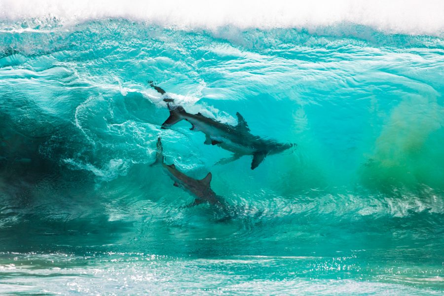 zdjęcie rekinów sean scott